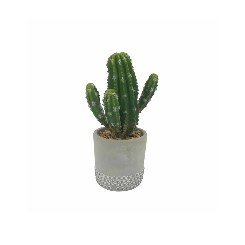 Planta decorativa cactus Naia